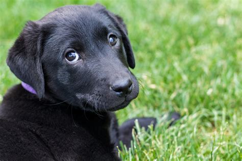Labrador Retriever Black Puppy Price